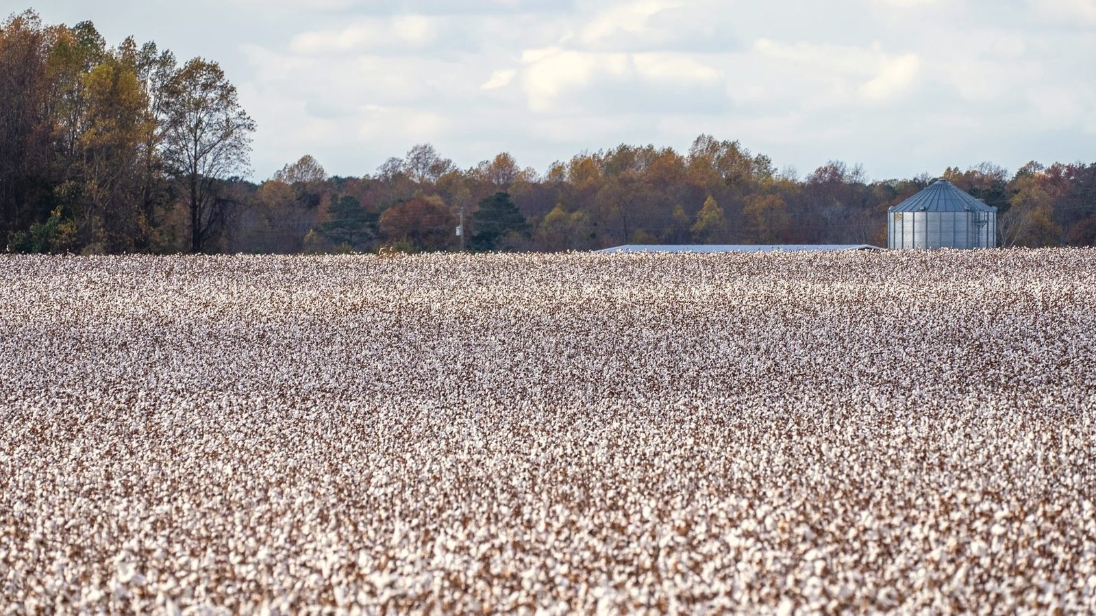 An open cotton field ready for picking, with a treeline and a grain bin in the distance